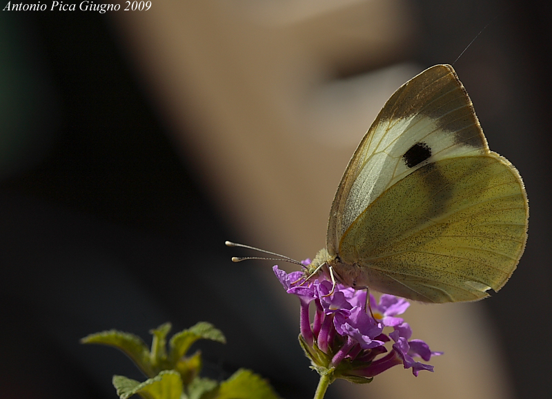 Cavolaia indaffarata