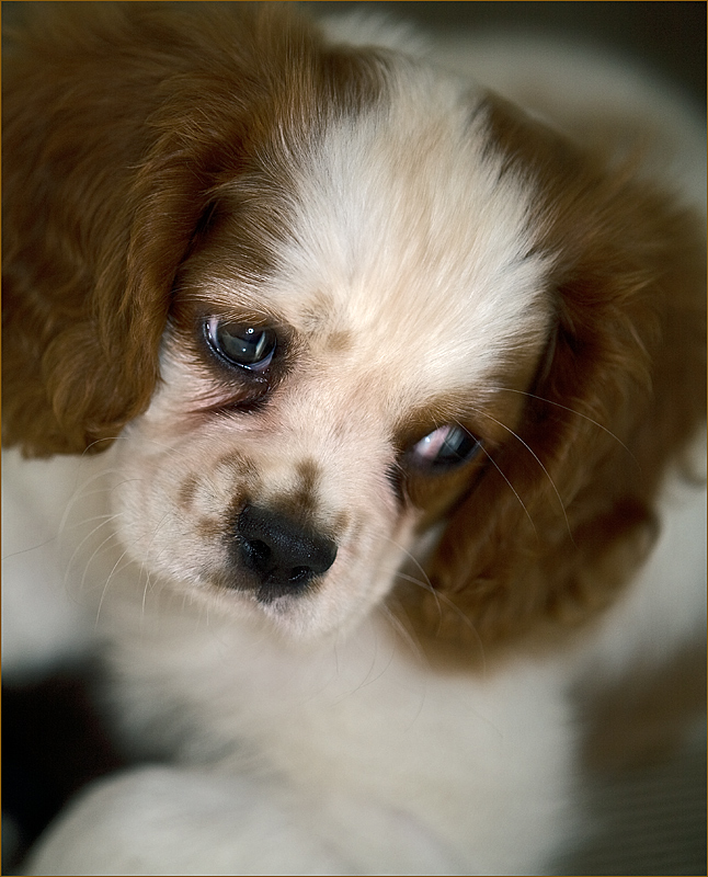 Risveglio di Lucky..