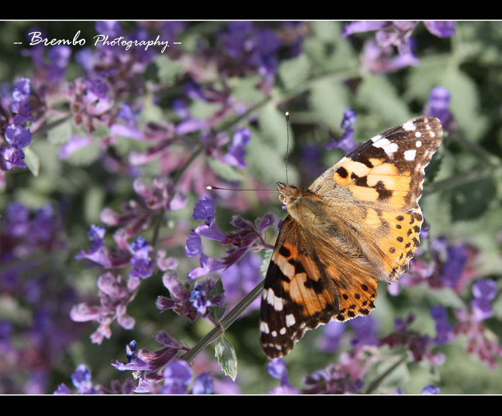 Farfalla divaricata...