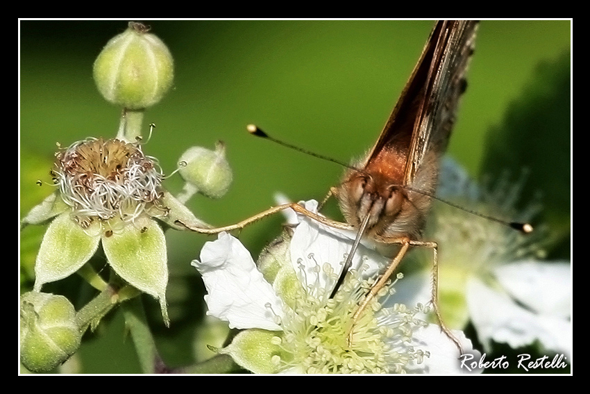 Questa e' a loro stagione.....