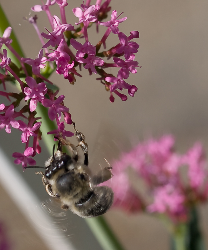 sospesa....sembra ma non e' un'ape