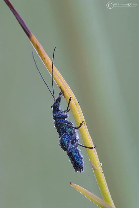 insetto effervescente