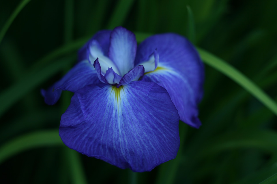 Iris