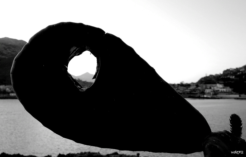 Fico d'india "ferito"