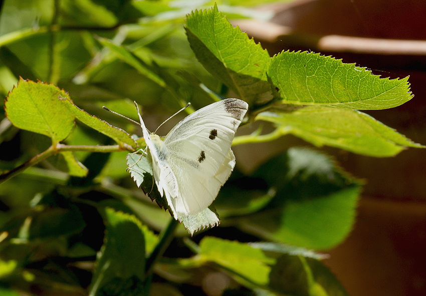 Farfallina