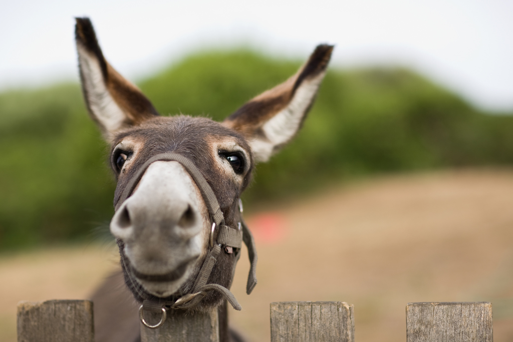 ...???promosso o bocciato???....