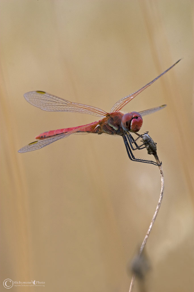 libellula