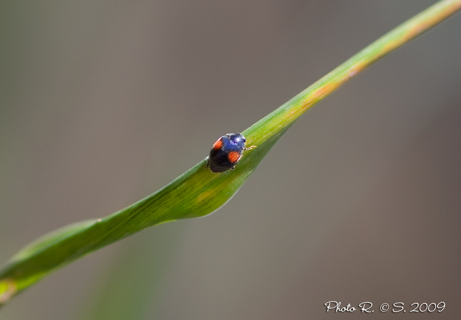 Coccinella