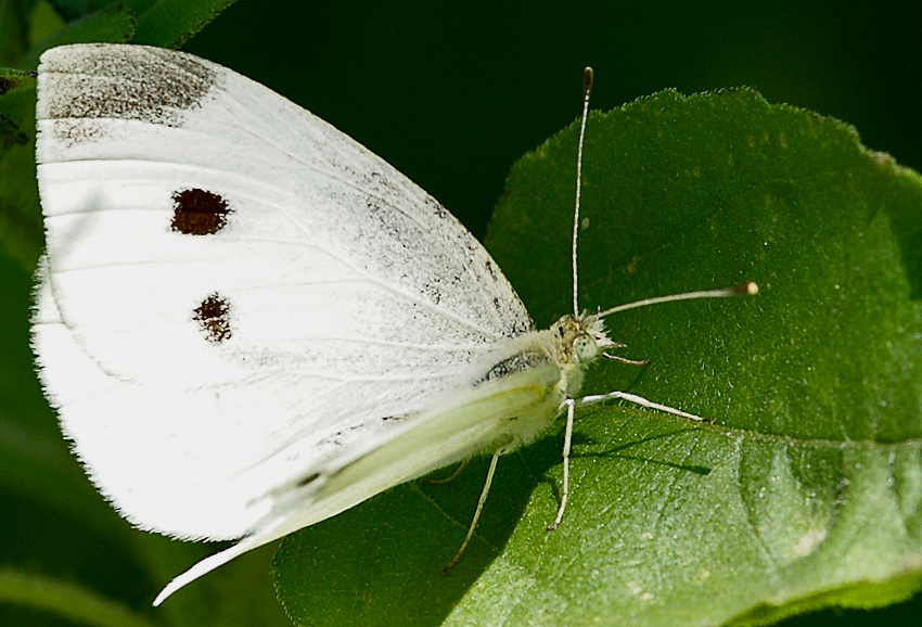 Farfallina 2