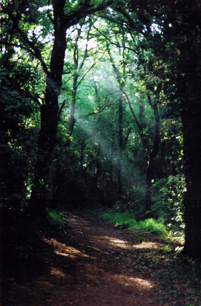 una passeggiata nel bosco