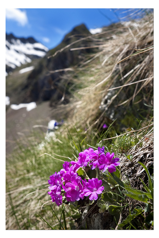 Fiori in alta montagna