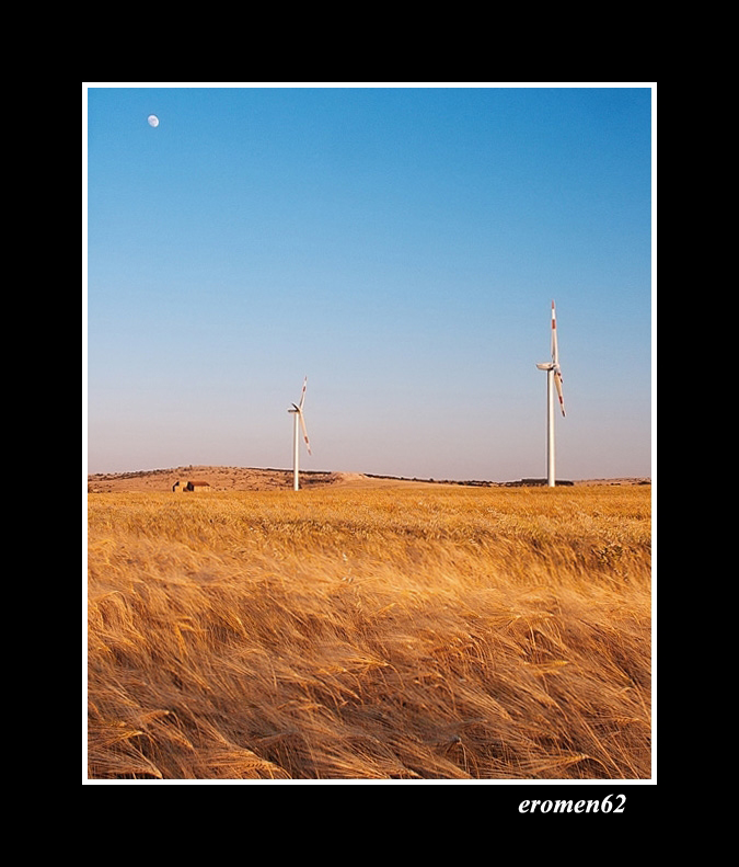 ...IL GRANO E LA LUNA...