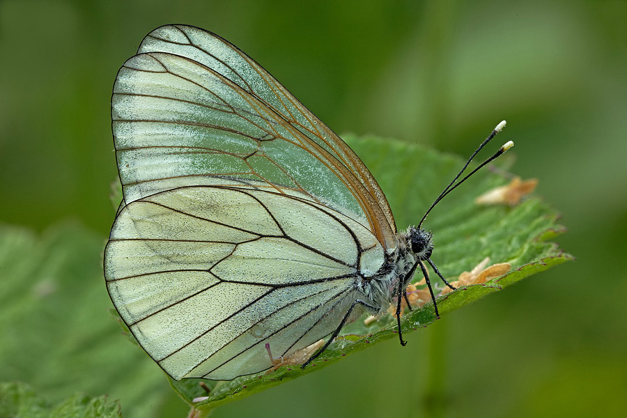 Pieride del biancospino