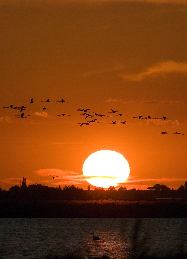 fenicotteri al tramonto