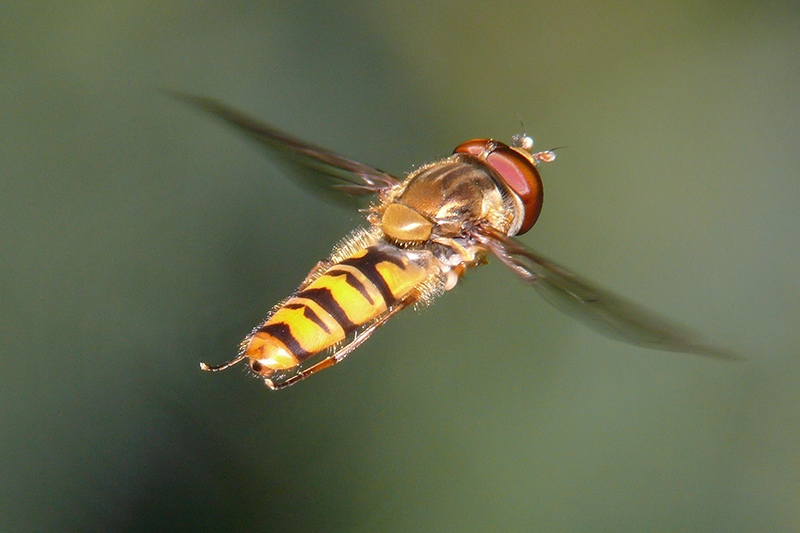 Al volo....... scusate le spalle!