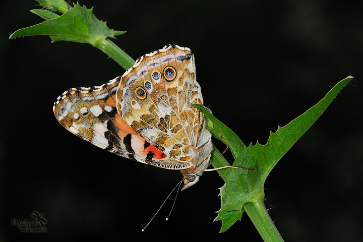 Davanti al lato... oscuro!