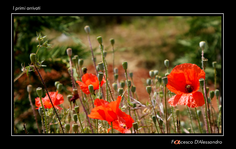 I primi arrivati