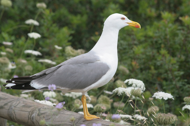 Ritratto di gabbiano