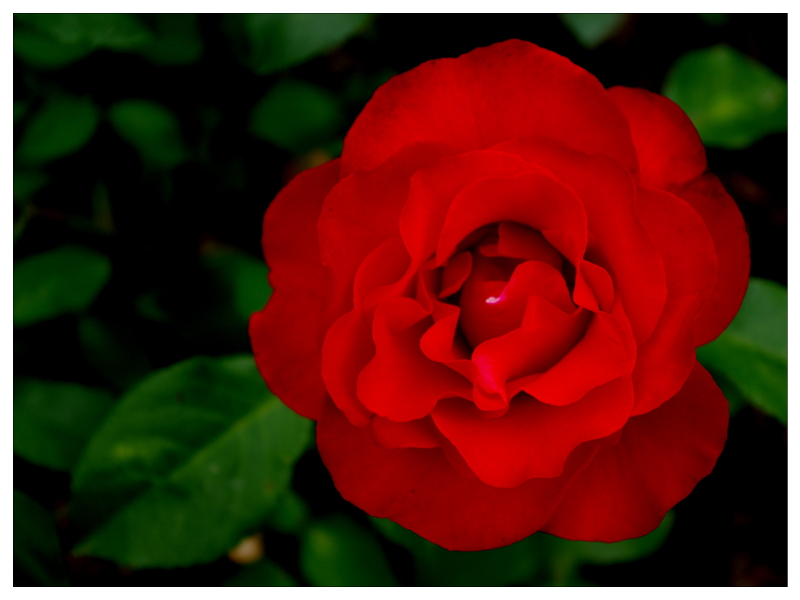 Rosa