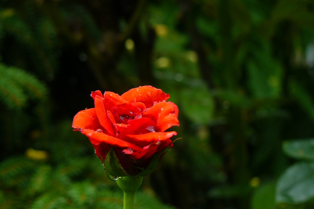 Una rosa tra uno scroscio e l' altro..