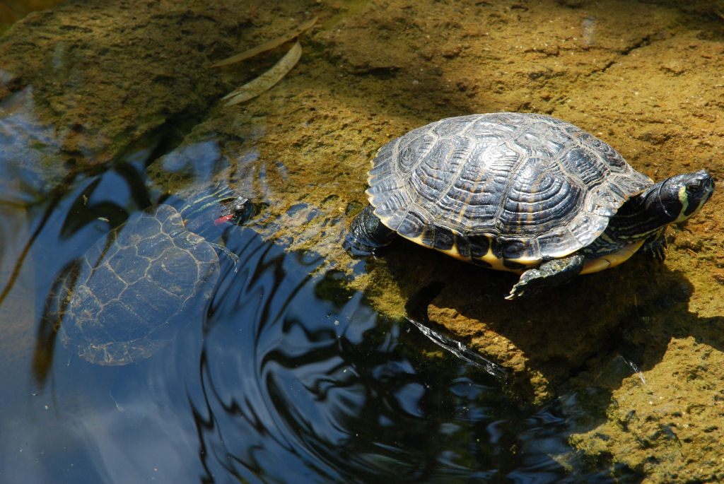 Tartarughe