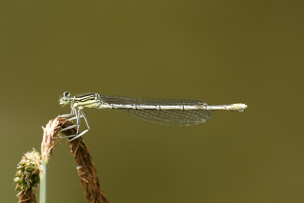 libellula "gialla"...