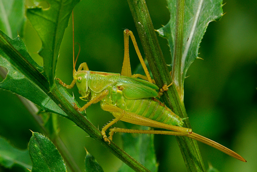 Tettigonia