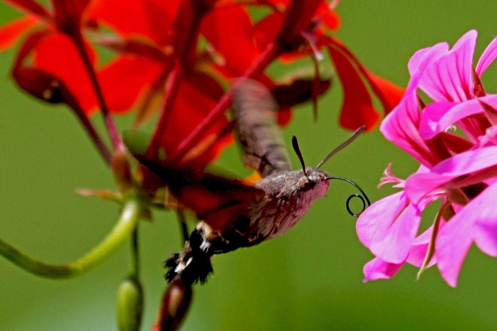 ... e nettare diurno..