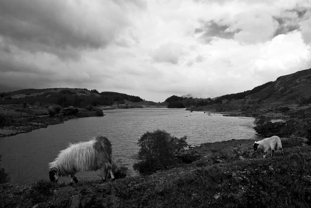 Irlanda - Killarney (18)