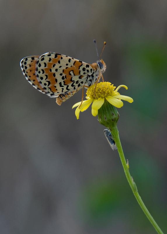 Melitaea cinxia e amica