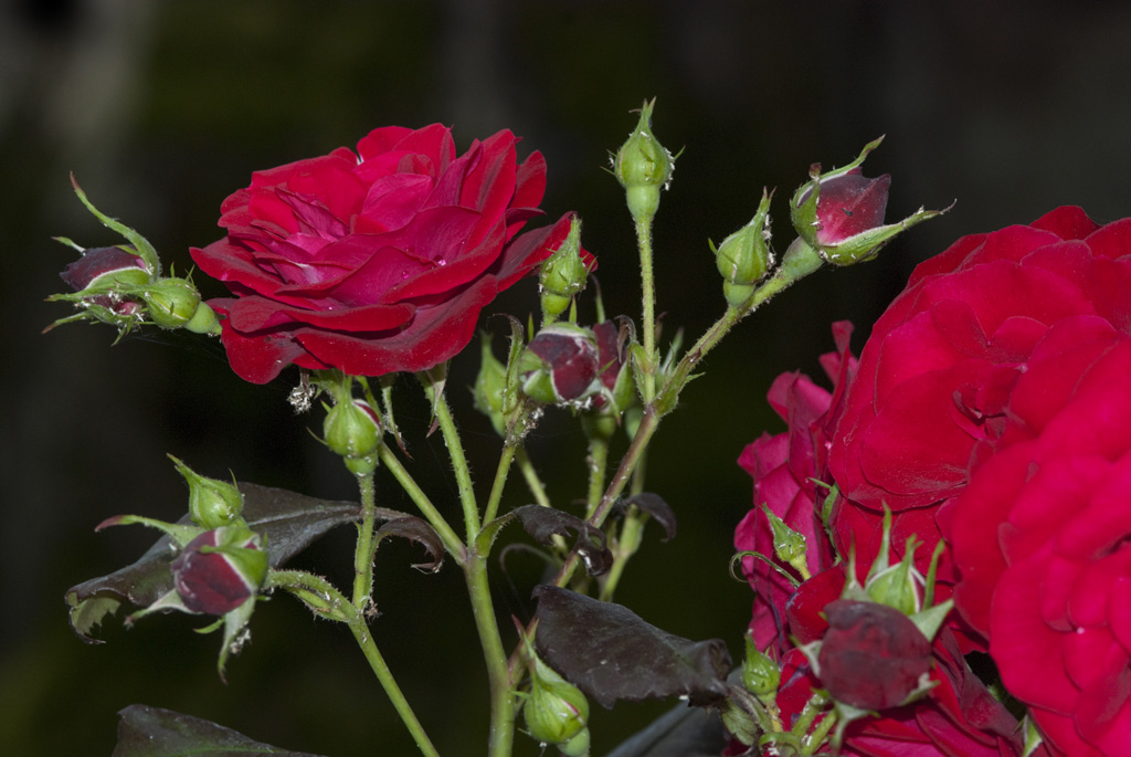 Rosa rossa e boccioli 01