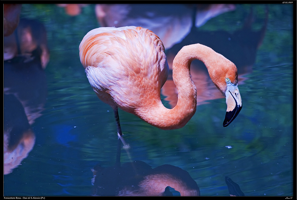 Fenicotteri Rosa # 2