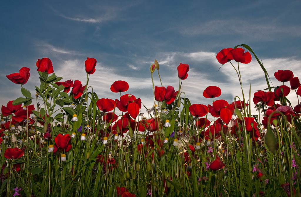 papaveri 2