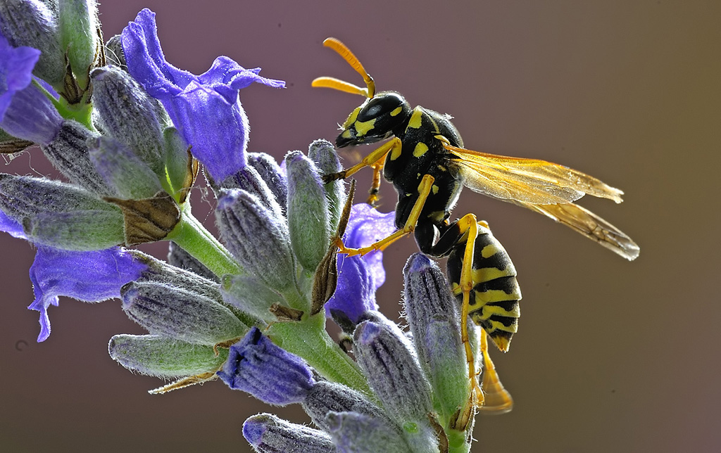 Vespa su lavanda