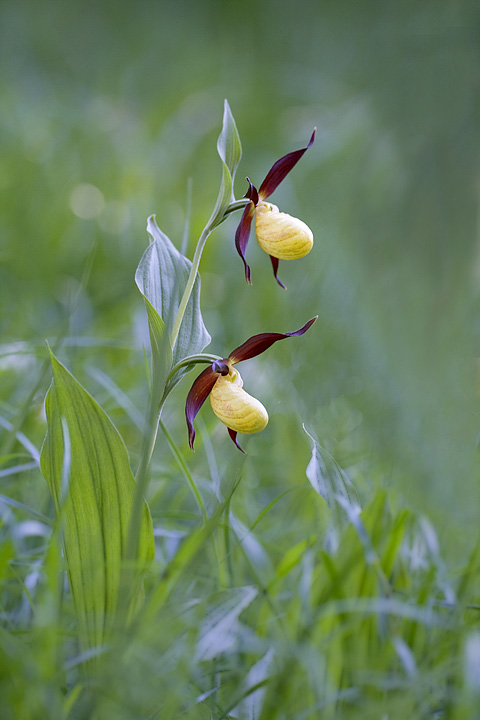 Cypripedium_calceolus