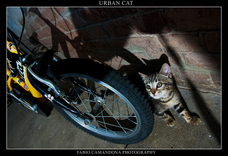 urban cat