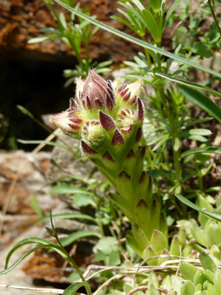 Pianta Grassa Alpina