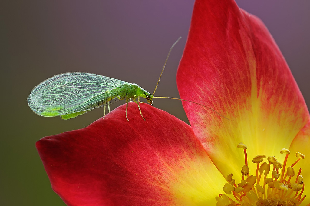 Insetto verde su velluto rosso