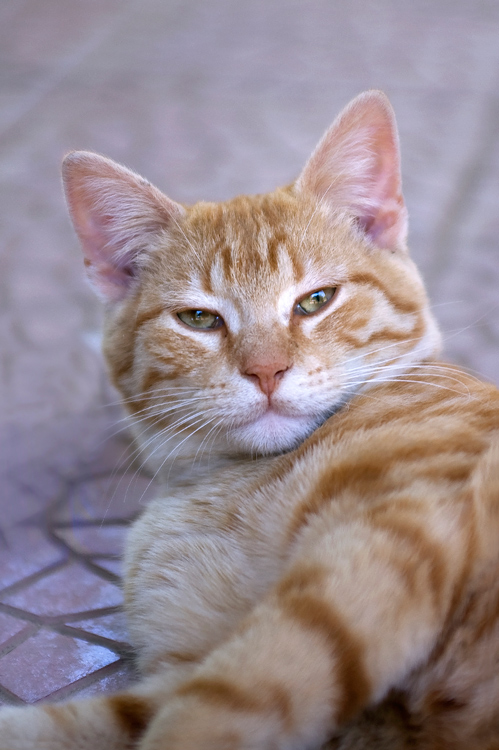 My grandfather's cat...