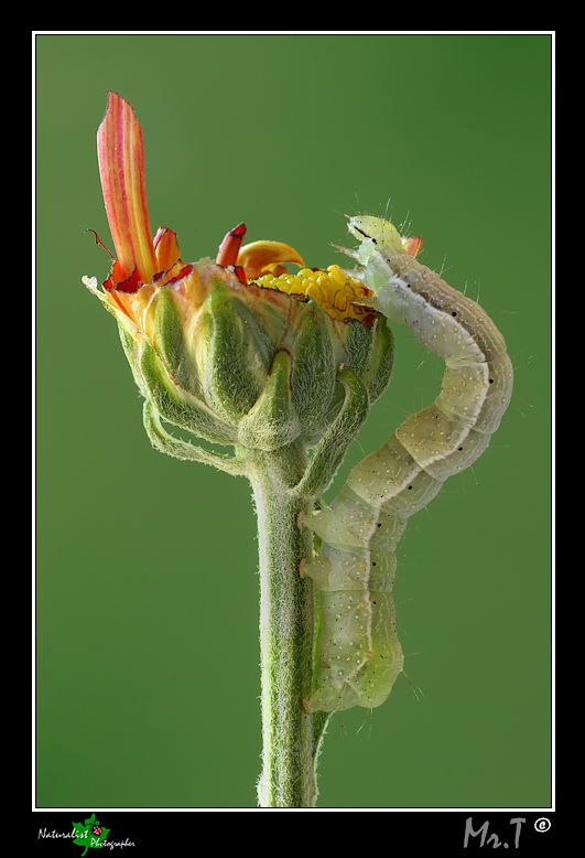 Il mangiatore di fiori