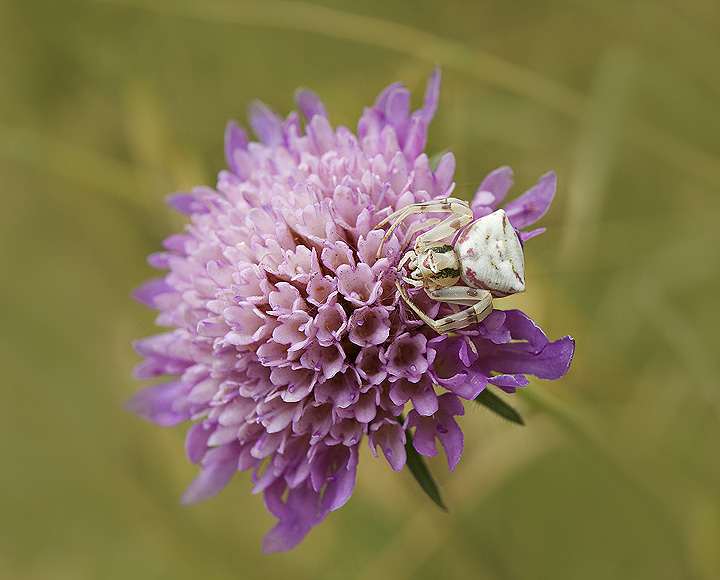 Ragnetto ragnetto...