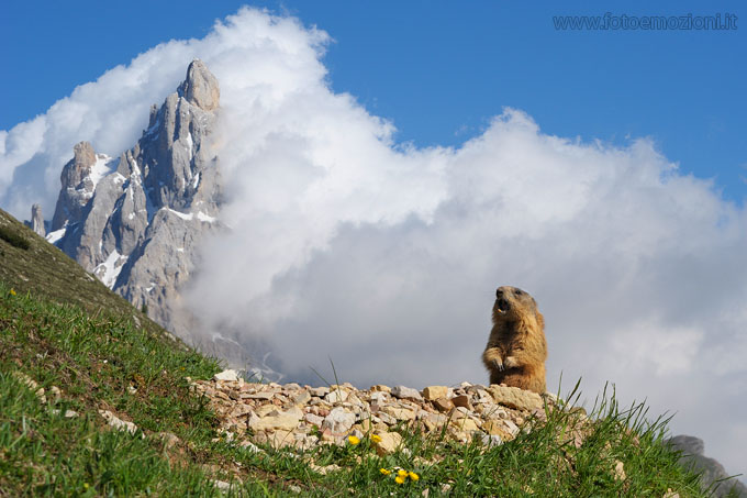 Marmotta all'ombra delle Pale di S. Matrino
