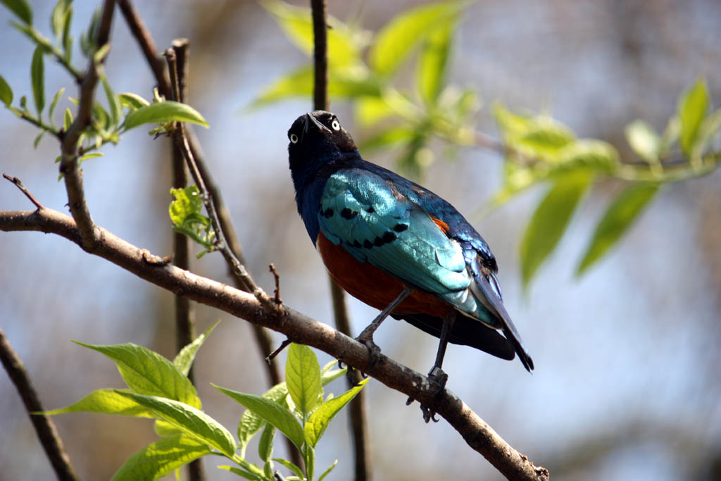 dallo zoo di Londra..