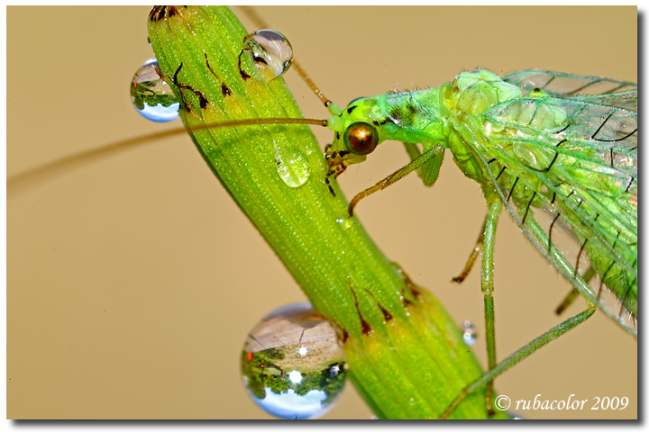 Crisopa formato tessera