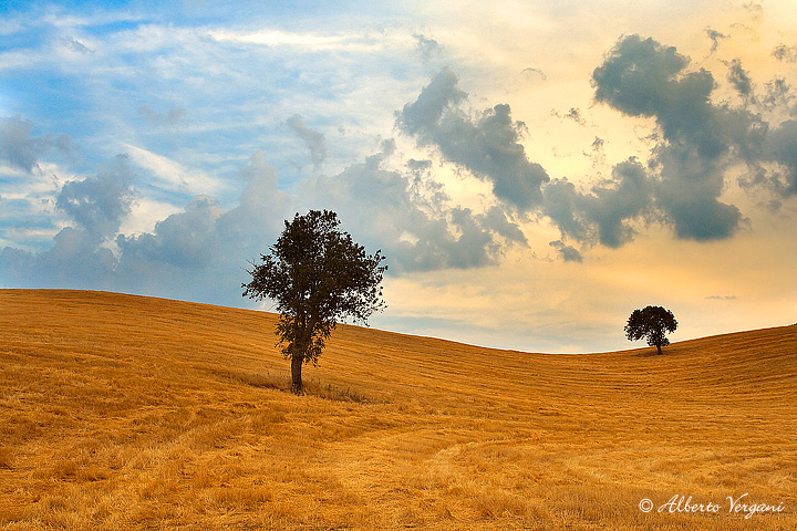 Two trees on the Hill