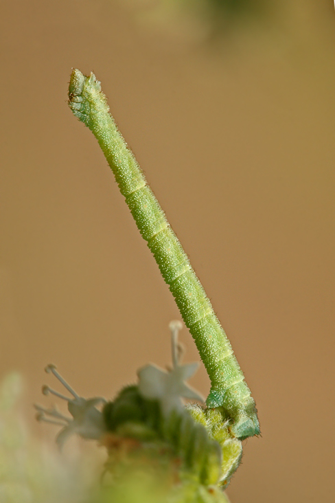 Bruco su Maggiorana 2