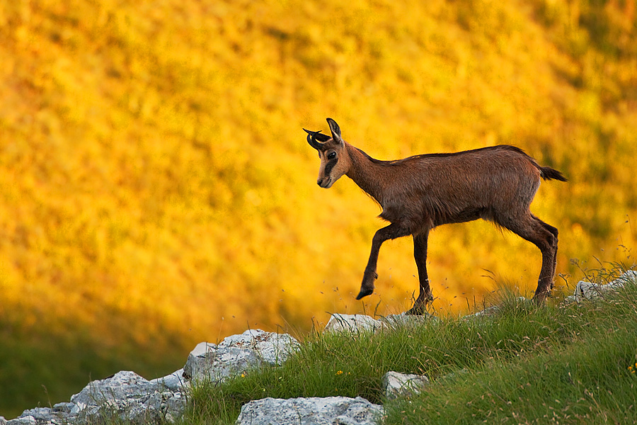 Incertezza ostentata