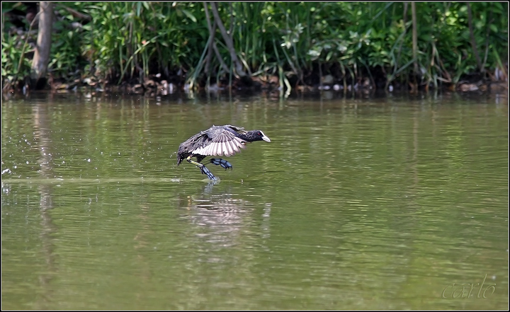 la corsa della folaga