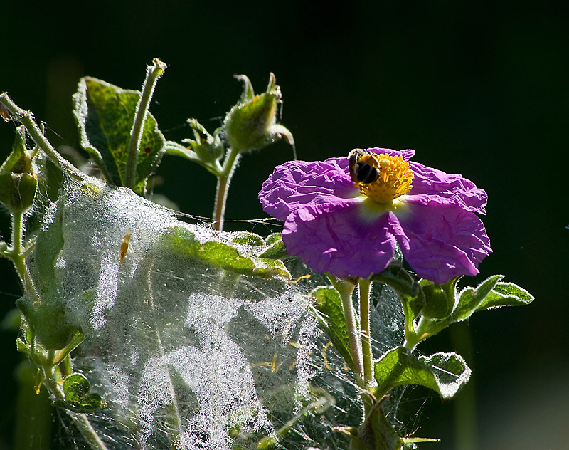 prime luci nei campi