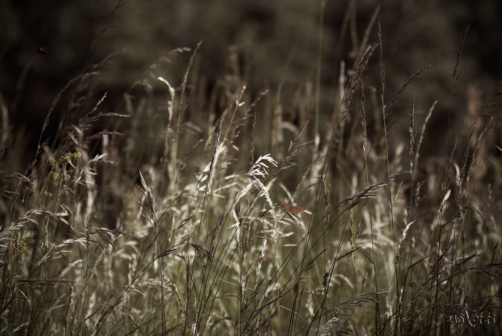 I migliori anni della nostra vita...